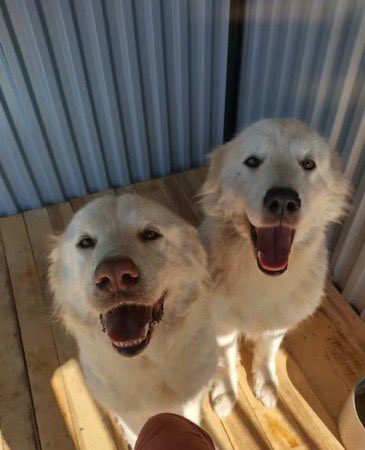 WolfotyL's tweet photo. Hi! I’m searching for a shelter or some kind of accommodation for a Ukrainian refugee with 11 dogs and 4 cats.

The woman used to own a dog kennel, she was breeding Maremmano-Abruzzese Sheepdogs (some of the dogs are this breed, some are mixed).

-> https://t.co/sVIPeUvr7m