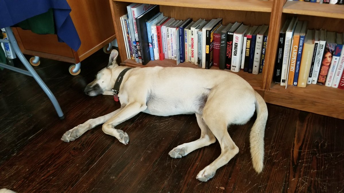 GaryACarlo's tweet photo. I have the best office mates #BMC_Colt #CCS_Bandit #CrazyDaisy #TexasPups #BelgianMalinoisMix #TasmanianDevil #bordercollie #mybestfriends https://t.co/WJ1usZFR2k