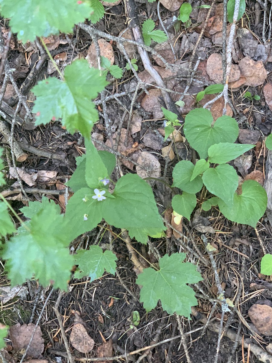 PedroMapache63's tweet photo. Canada🇨🇦 violet seems to be near mountain maple more often than is coincidental 🤔#wildflowers https://t.co/NFJTpVSxYy
