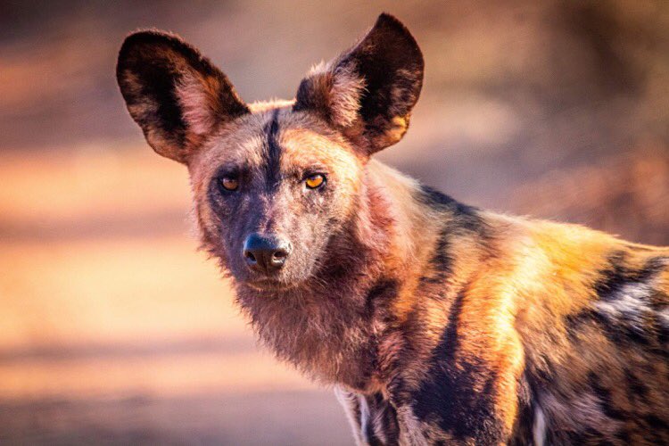 Fresh back from 3wks in the Kruger 🇿🇦. V. Glad to see wild dogs a.k.a painted wolves in their prime even chasing off twice their number in hyenas. I’m no good at painting but here’s a pic 📸—&gt;