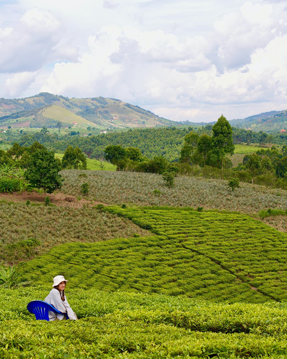 Immerse yourself in the natural beauty of Uganda 🇺🇬 

Who are you taking with you? 

📍 Bushenyi, Uganda 

#exploreuganda_uki #UniquelyOurs #UgandaAwaits #VisitUganda