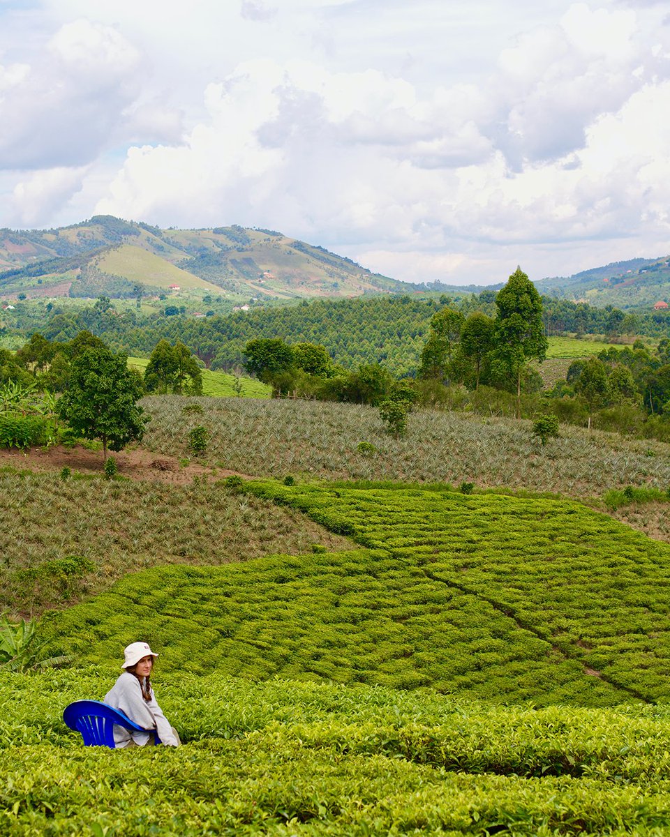 Immerse yourself in the natural beauty of Uganda 🇺🇬 Who are you taking with you? 📍 Bushenyi, Uganda #exploreuganda_uki #UniquelyOurs #UgandaAwaits #VisitUganda