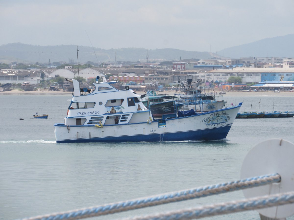 APortuariaManta's tweet photo. ✅Por el #TerminalPesquero arriban barcos industriales con capacidad de más de 2000 toneladas métricas, así como un promedio de 3000 fibras artesanales, que constituyen la mayor flota pesquera del Ecuador.

Desde APM se trabaja intensamente aportando a la economía manabita.👷⚓️🚢 https://t.co/5FDfKziABX