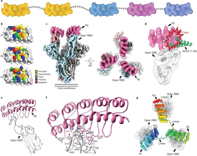 The trispecific DARPin ensovibep inhibits diverse SARS-CoV-2 variants go.nature.com/3B3oYaZ