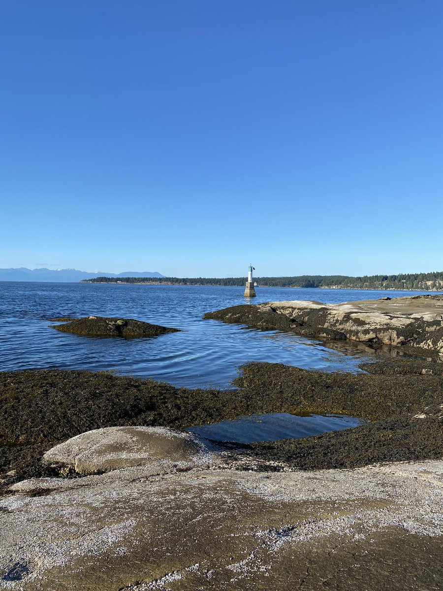 chbnr12's tweet photo. A few more from my gorgeous walk last night. Feeling it today though. Worth it!!
#vancouverisland #jackpoint #mypeakchallenge #mpc #vipeakers #bcpeakers #peakerstrong https://t.co/197uUVE5G6