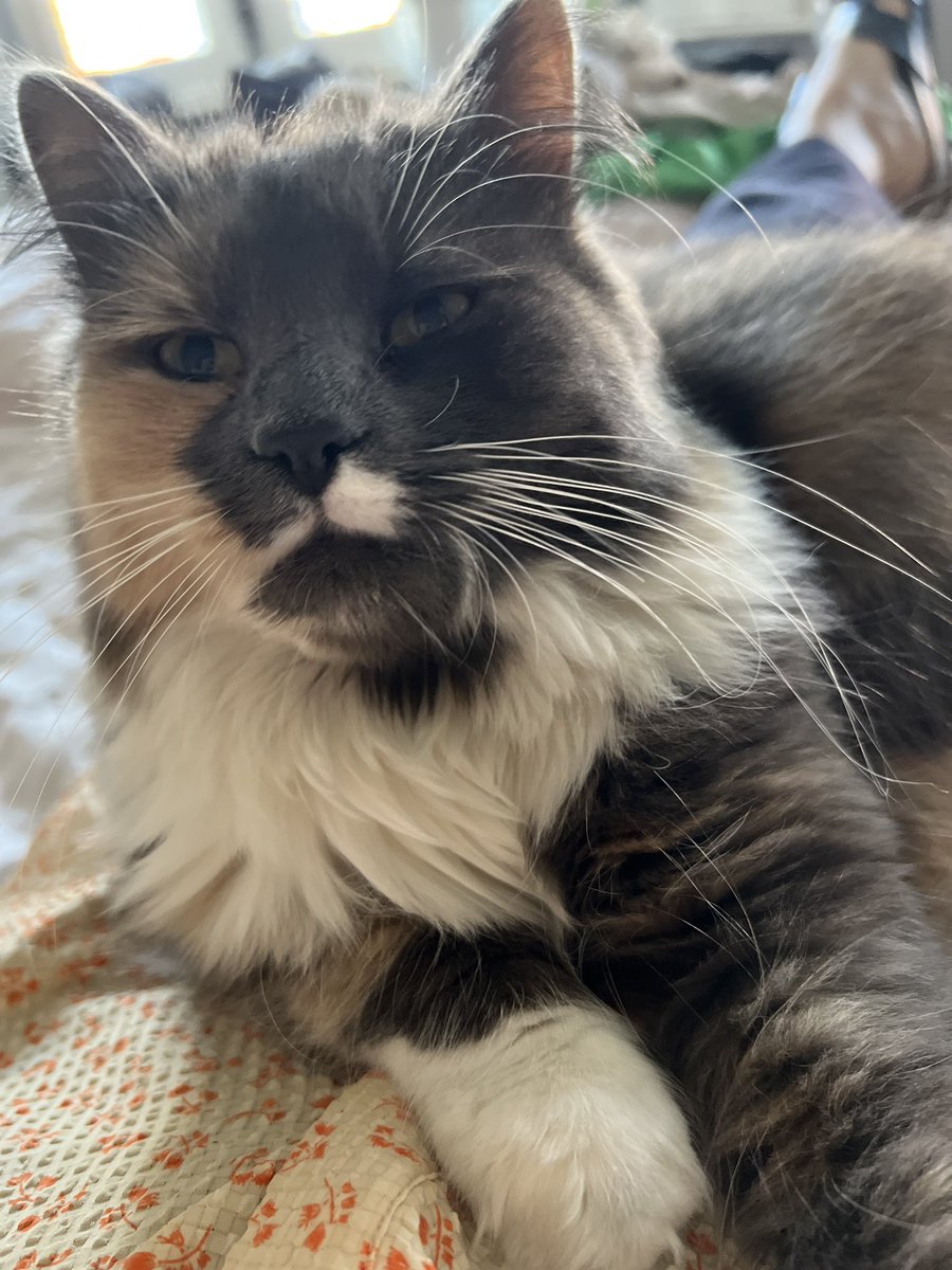 MorrisandMango's tweet photo. I’m still here. Judging everyone. Sussing everyone out. Chatting a lot and adoring Morris.
He’s always looking out to protect our home. Keep me safe.
I’m very lucky.🥭🐾 https://t.co/8r35bvOG76