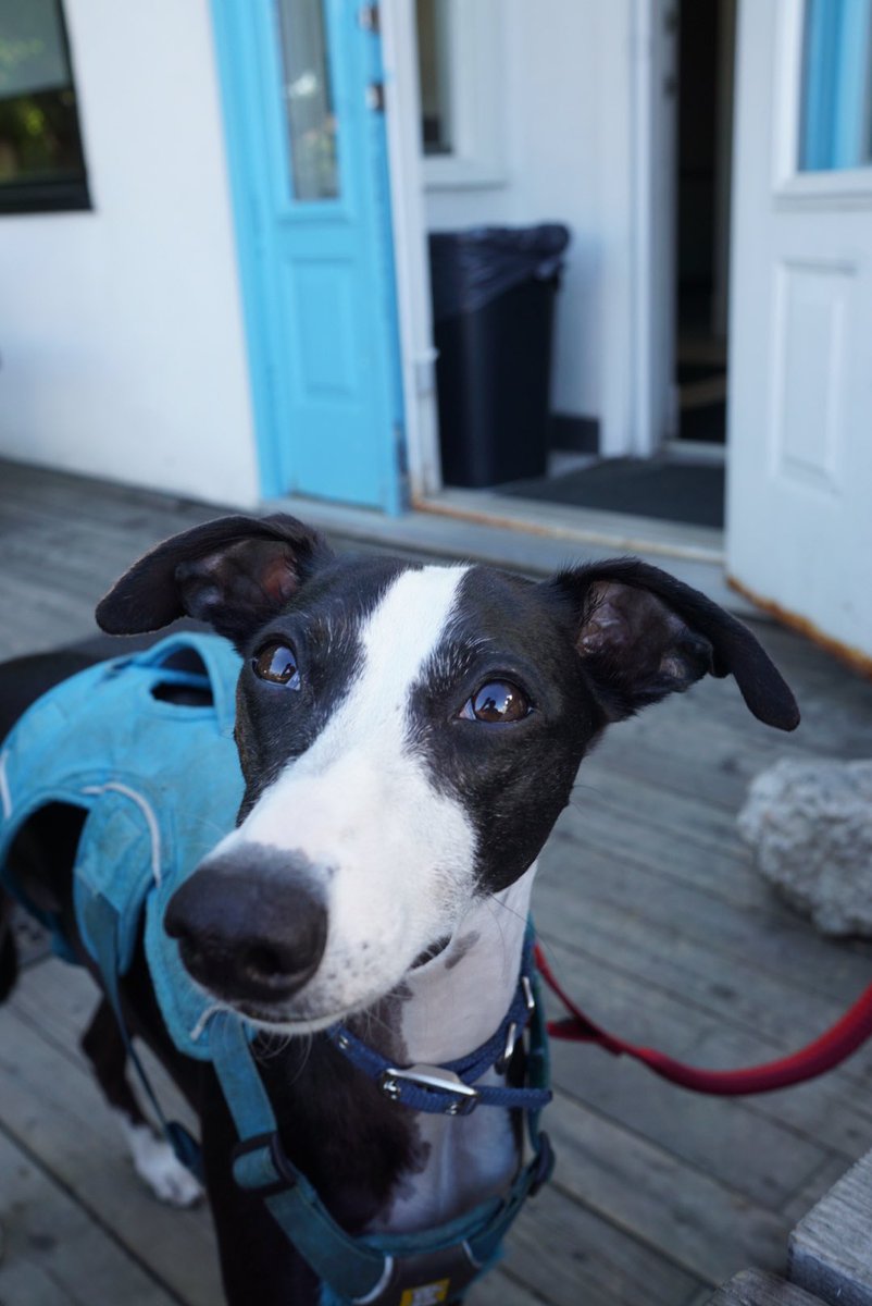 Ritchie &amp; 124 street now have bacon topped doggie donuts. B4 &amp; after eating, Millie approved.