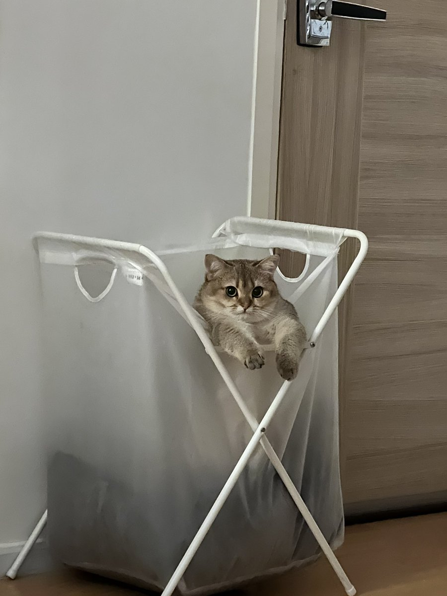 มึงมันอ้วนมาก5555555555555555555555555555555555555555555555555555555555555555555555555555555555 โตไวมาก ตอนนั้นยังตัวแค่มือชั้นเอง