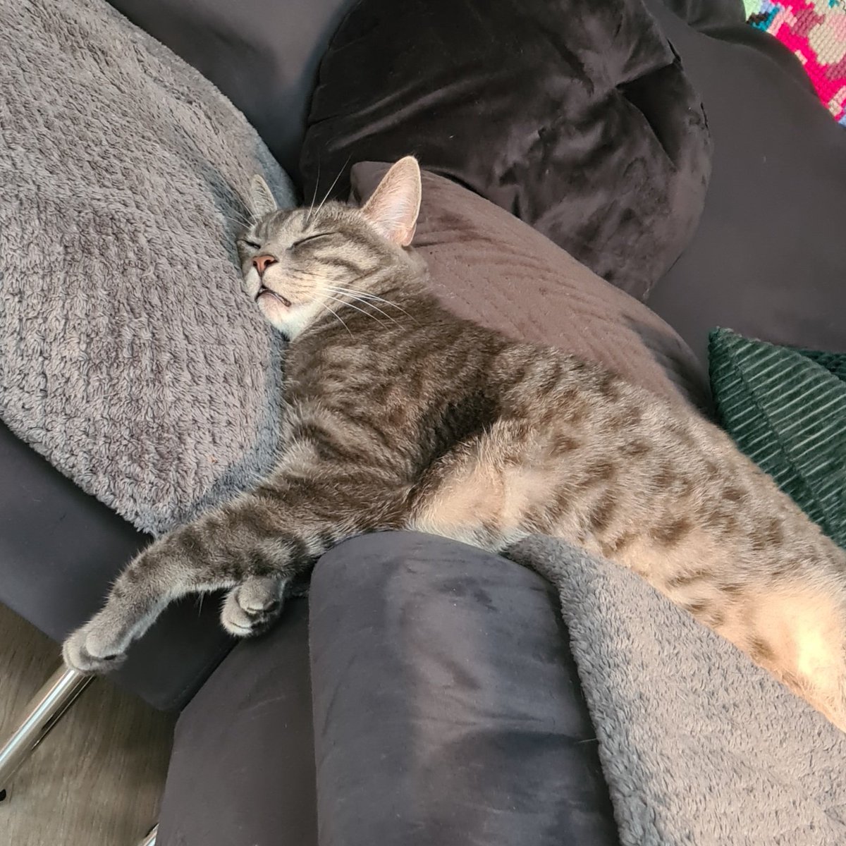 Knock-out ❤️
#CatsOfTwitter #catsontwitter