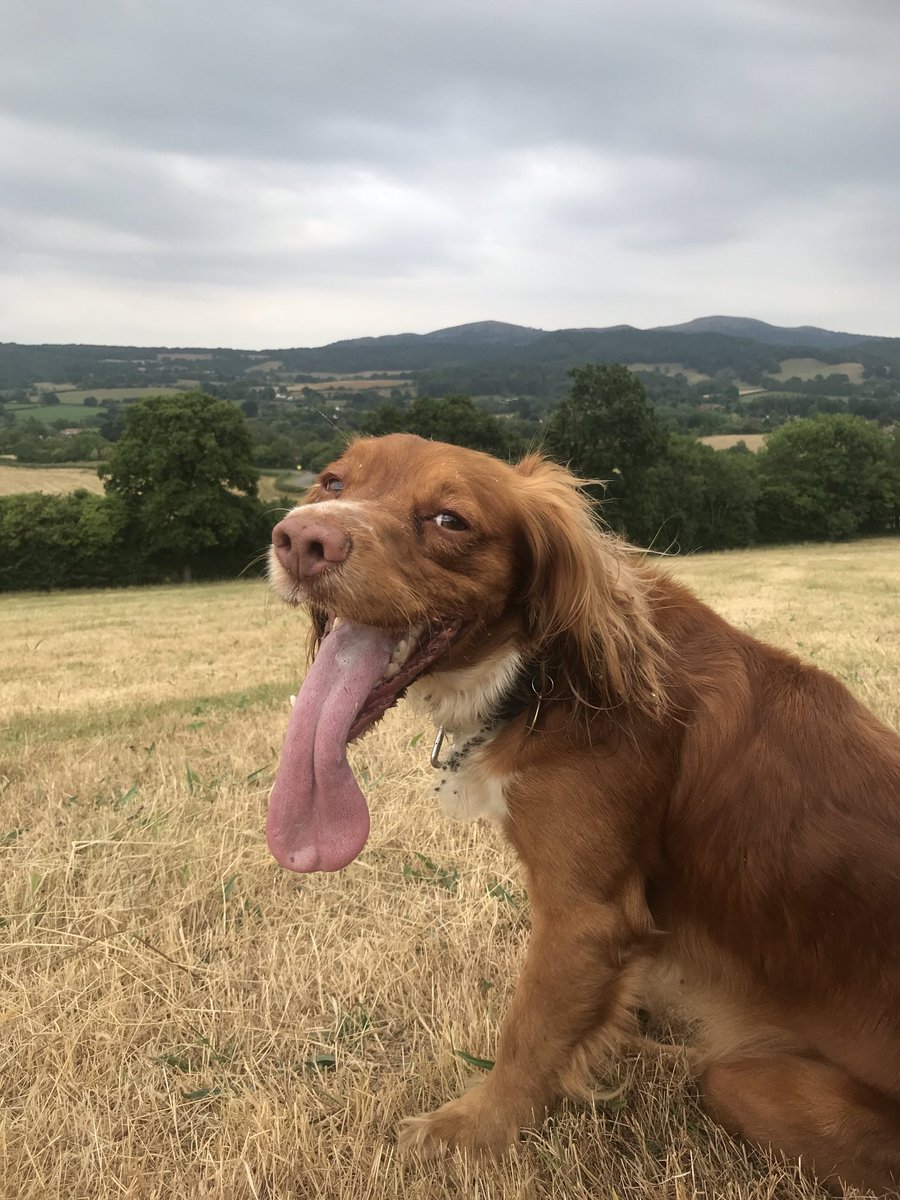 Hello furpals #tongue #dogsoftwitter