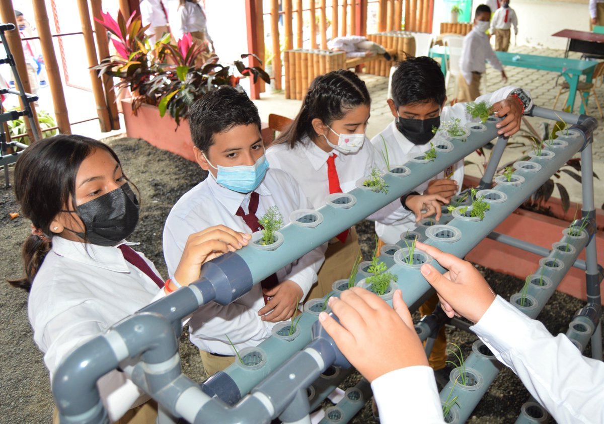 EducacionZ4_Ec's tweet photo. [ROCAFUERTE] En la Unidad Educativa Dos de Agosto los estudiantes aplican la técnica de huertos hidropónicos para cosechar productos agrícolas. Las plantas crecen sin estar en el suelo y se mantienen en agua a través de una estructura de PVC.
#EncontrémonosPorLaEducación https://t.co/V0AZDDKkp3