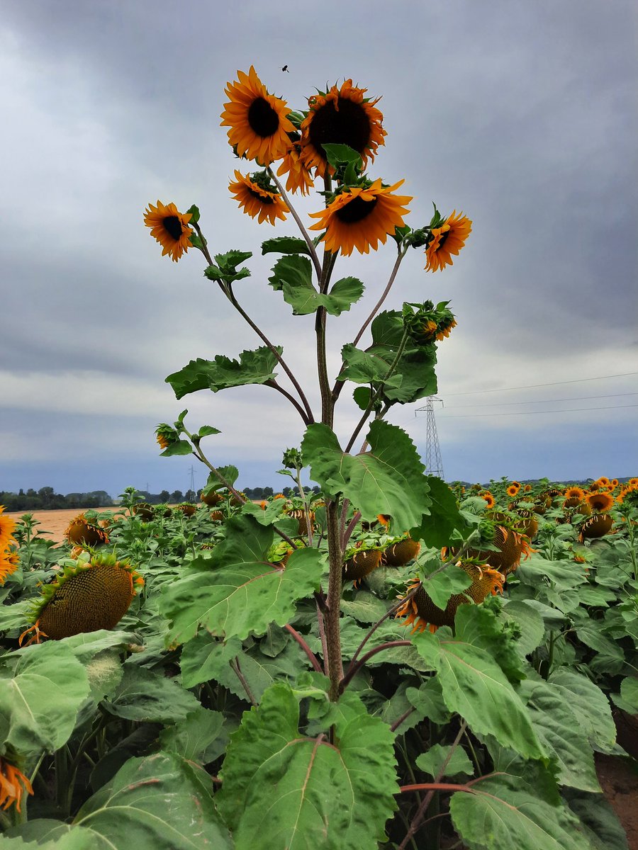 Marie MEYSSON tweet media