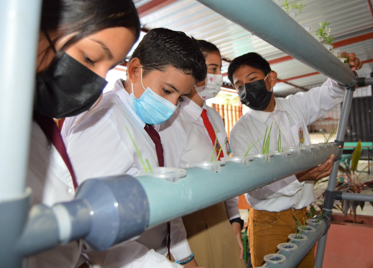 EducacionZ4_Ec's tweet photo. Cada huerto hidropónico tiene capacidad para 80 plantas, pero antes se da un proceso de germinación de las semillas en bandejas que se colocan con abono orgánico. Han sembrado productos como cilantro, cebolla, lechugas, espinacas y nabos. 
#EncontrémonosPorLaEducación https://t.co/H3IPV95l4W