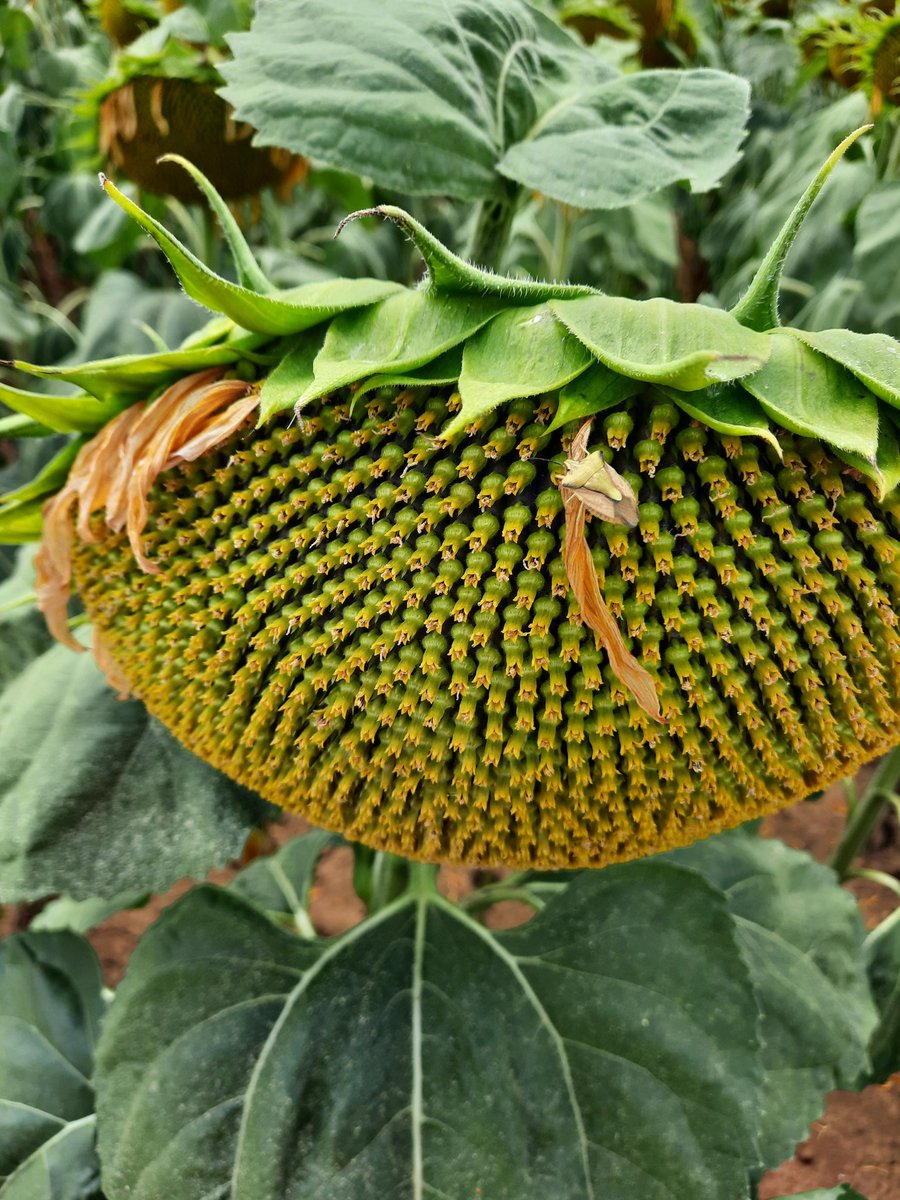 Marie MEYSSON tweet media