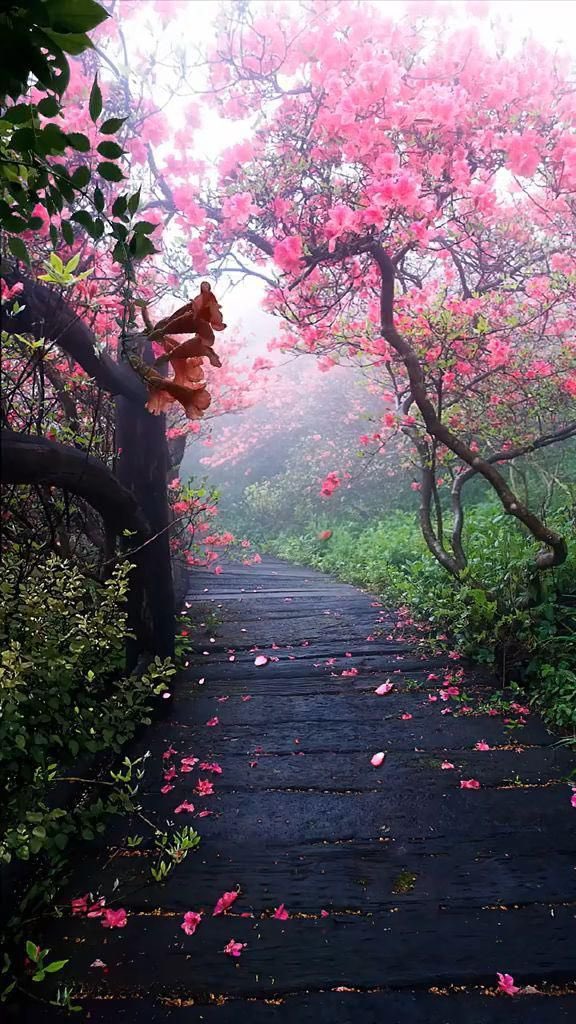 moraimauy's tweet photo. 🌸🌸🍃💕🍃🌸🌸 https://t.co/1Ht60lX4rz