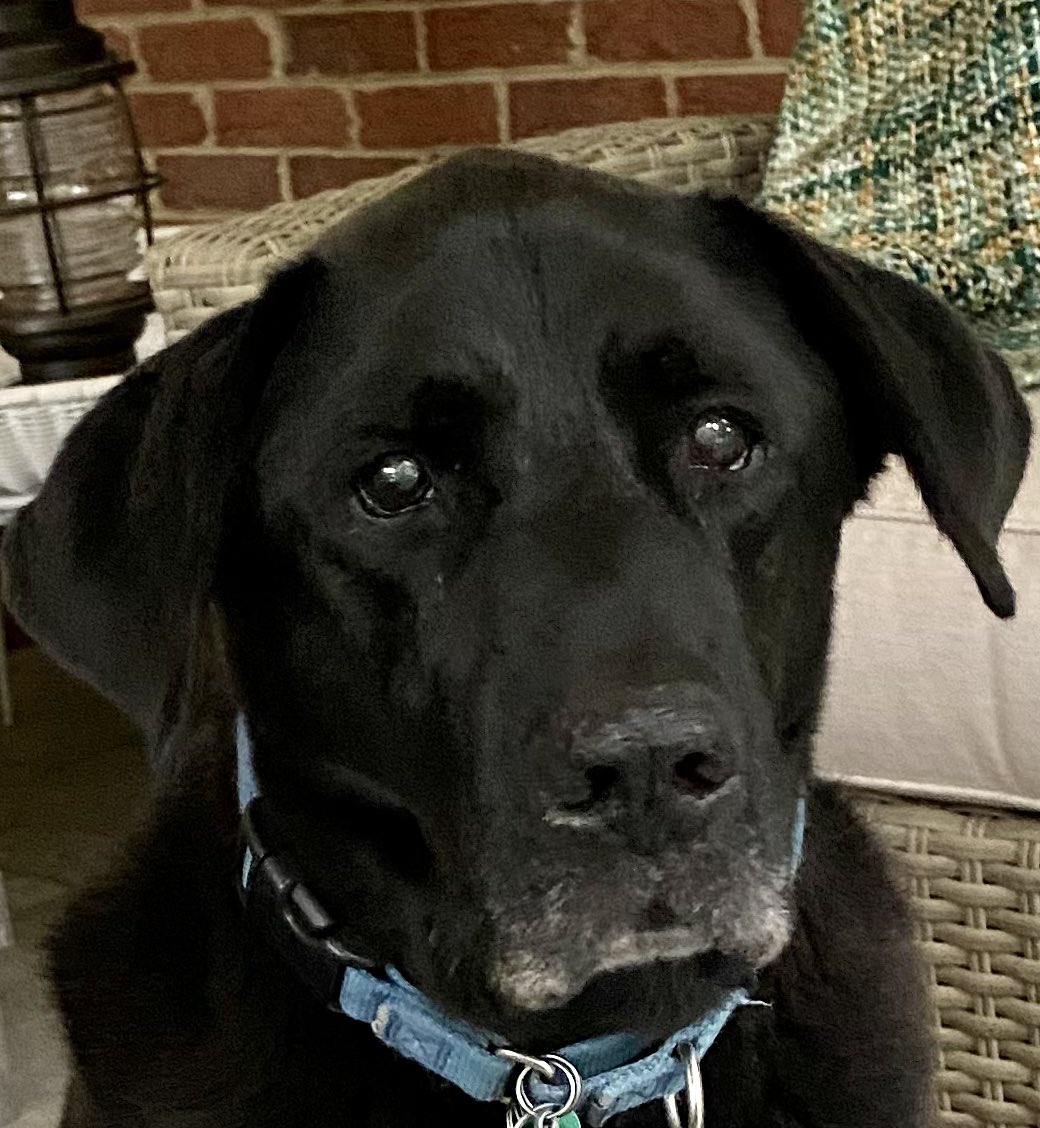 SAD NEWS: We are heartbroken to tell you all that our pal, Jerry, passed away unexpectedly this morning. 😢😞
To paraphrase Tom Petty: You belong among the wildflowers. You belong in the sand, near the sea…
Sail away…and go where you feel free. ❤️🐾