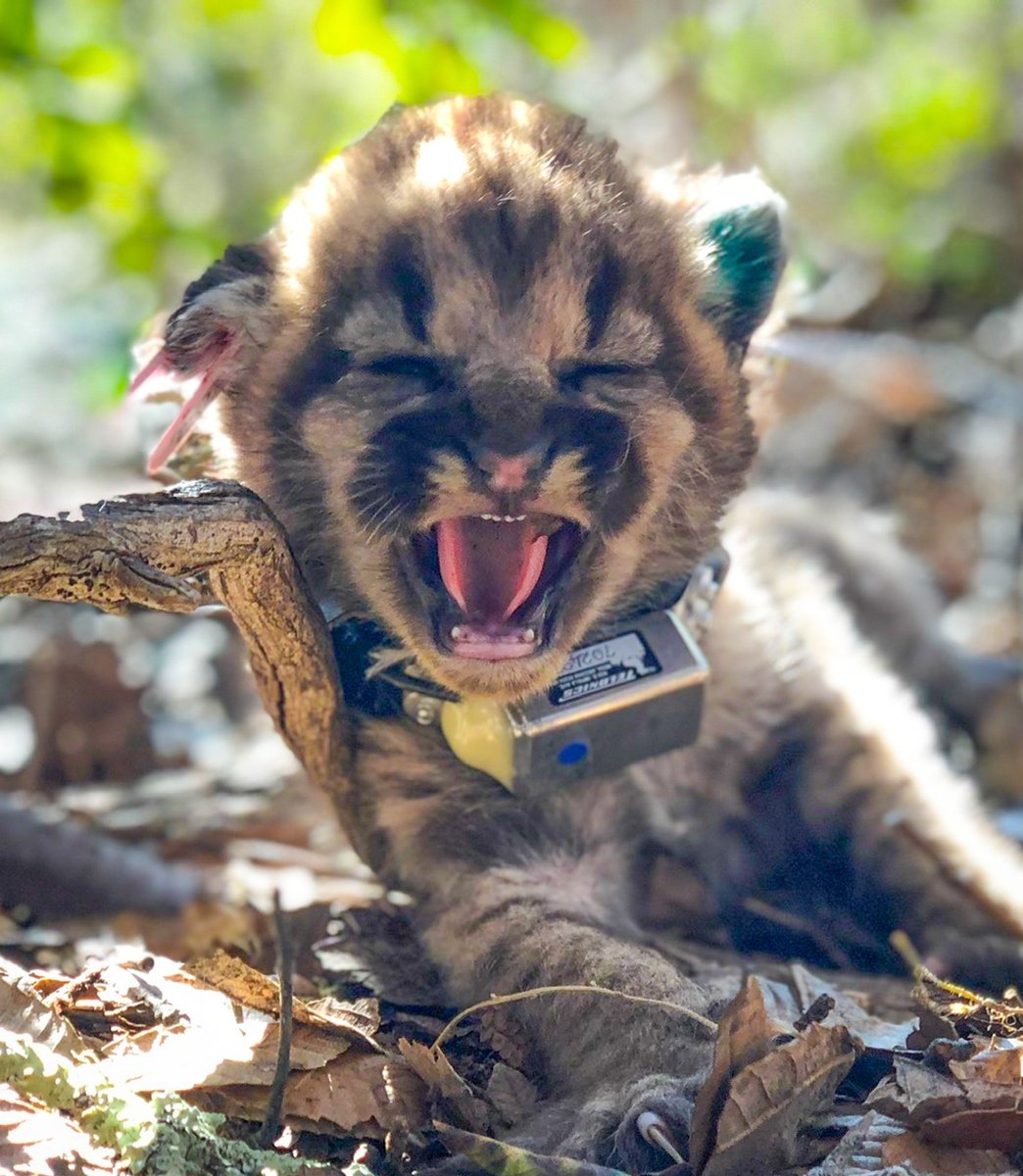 UC Santa Cruz Science tweet media
