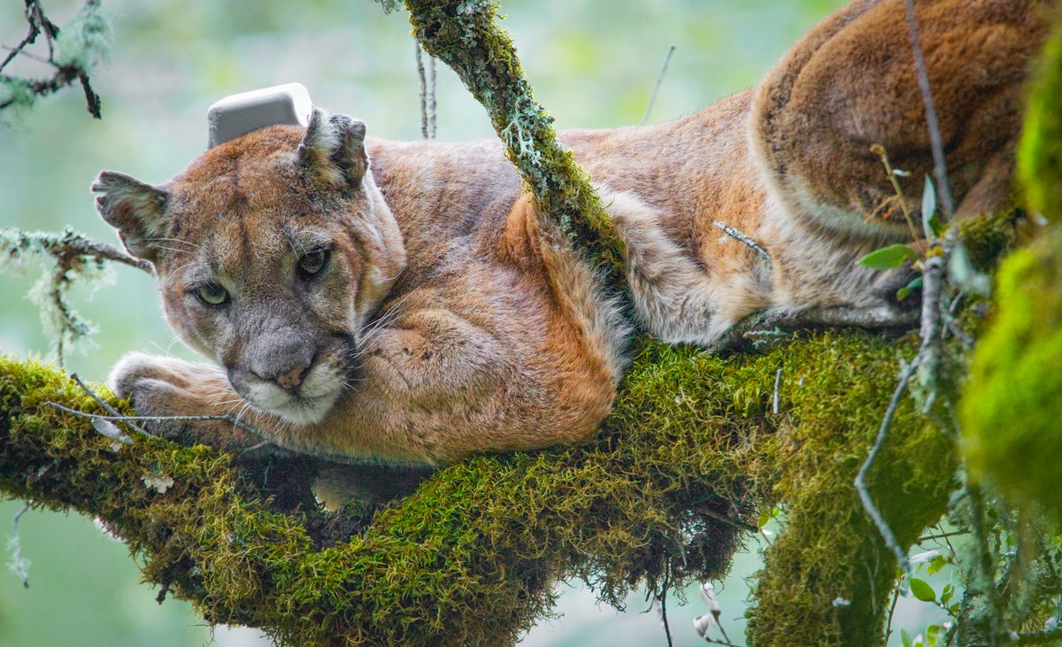 UC Santa Cruz Science tweet media