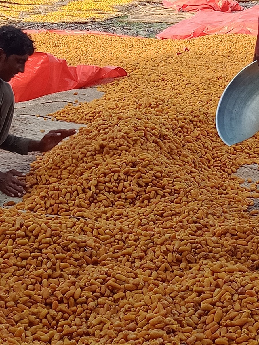 FatehKanher72's tweet photo. After very hard working dry dates fruits ready for marketing. #Pirgoth #Khairpur #Sindh #agriculture https://t.co/rZUYVnY9cs