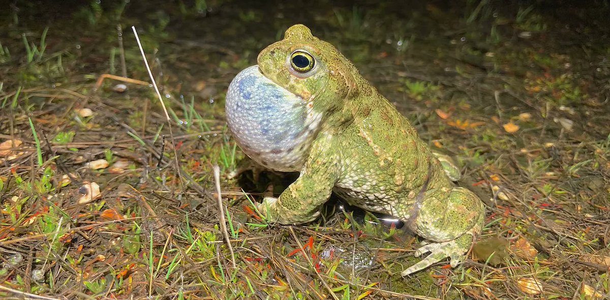El canto de los animales ayuda a los expertos a estudiar el cambio climático.
Nos lo están contando en <a href="/Conversation_E/">The Conversation ES</a> 

buff.ly/3oi6o7c