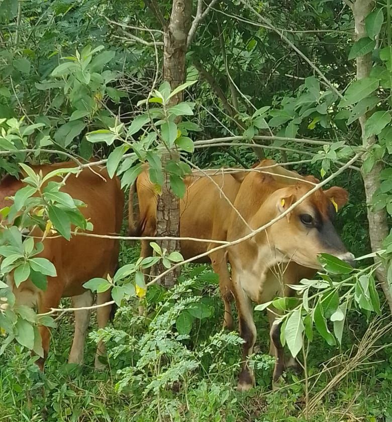 SaderJal's tweet photo. Como parte de #BioPaSOS que coordina el @CATIEOficial 🌳🐂, asistimos a #Villaflores, Chiapas, para intercambiar experiencias entre ganaderos chiapanecos y jaliscienses 🤠.
Estas iniciativas nos sirven en la #SADERJalisco para desarrollar la #GanaderíaSustentable👌🏽en el Estado. https://t.co/NSKFmsOEt5