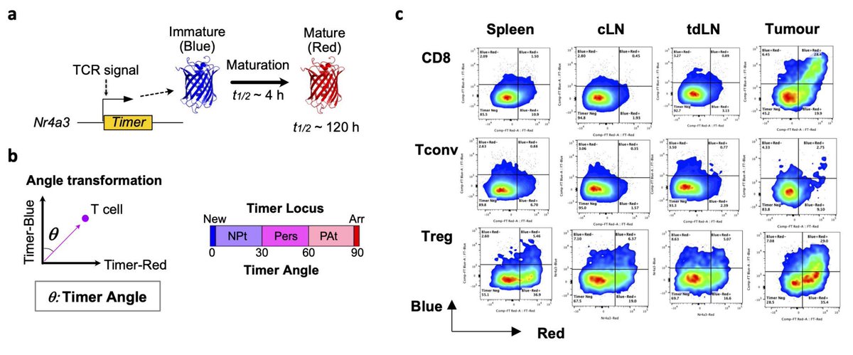 Our new Tocky paper for cancer immunotherapy is out in bioRxiv!
We used our Nr4a3-Tocky mice, which reveal temporal dynamics of T cell response in vivo, to understand how immune checkpoint blockade works.
#Immunotherapy #PD1 #CTLA4 #OX40 #CD8 #CD4 #Treg #Tocky