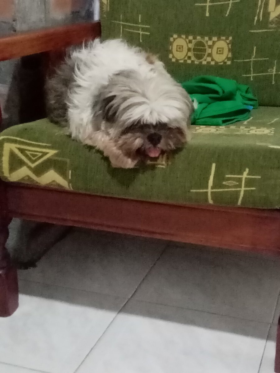 ENDO_chan13's tweet photo. #DiaMundialDelPerro ❤️🌻 abby ❤️🌻 https://t.co/MYv97AO0Ng
