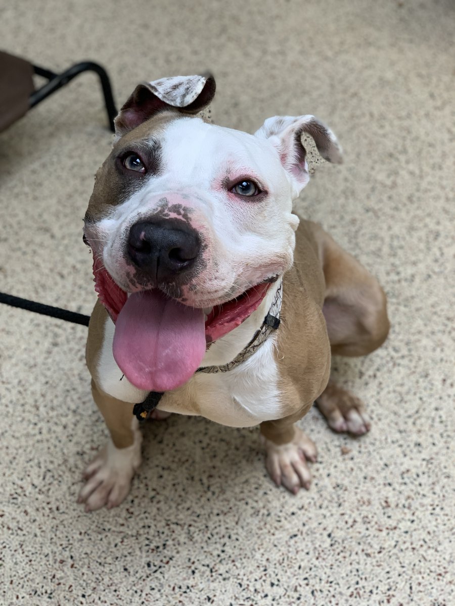 How stunning is Taz?

At just under 3, Taz has a lot of energy, but he is a big goofball who needs a family who will laugh at his antics. 

If that is you, adopt him this weekend when all adoption fees are $25 as part of <a href="/BISSELLPets/">BISSELL Pet Foundation 🐶🐱</a> #EmptytheShelters.

If it's not you, share!