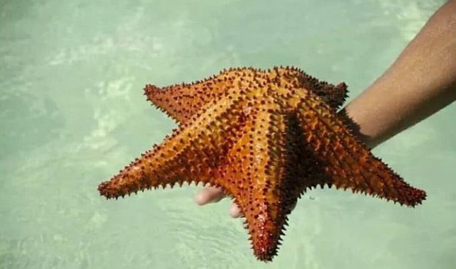 deniz yıldızları hem kalpsiz hem de beyinsizdir