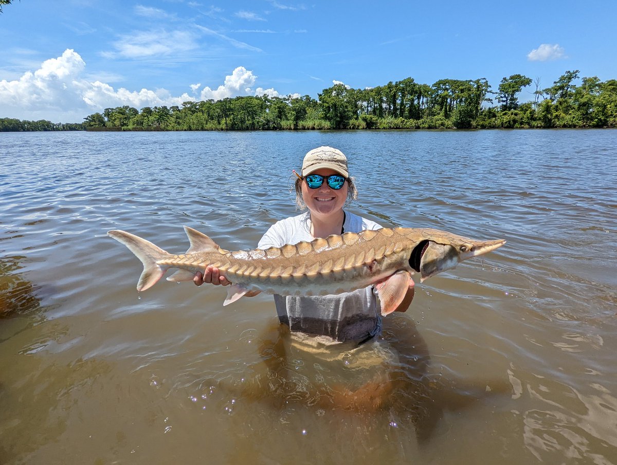 KaseaPrice's tweet photo. Yesterday was a great day on the Pearl River with @Wormy_Sturgeon and the @soseusm Marine Ichthyology class! #gulfsturgeon #acoustictelemetry #paddlefish #spoonbillcatfish https://t.co/jzwx3Osxow