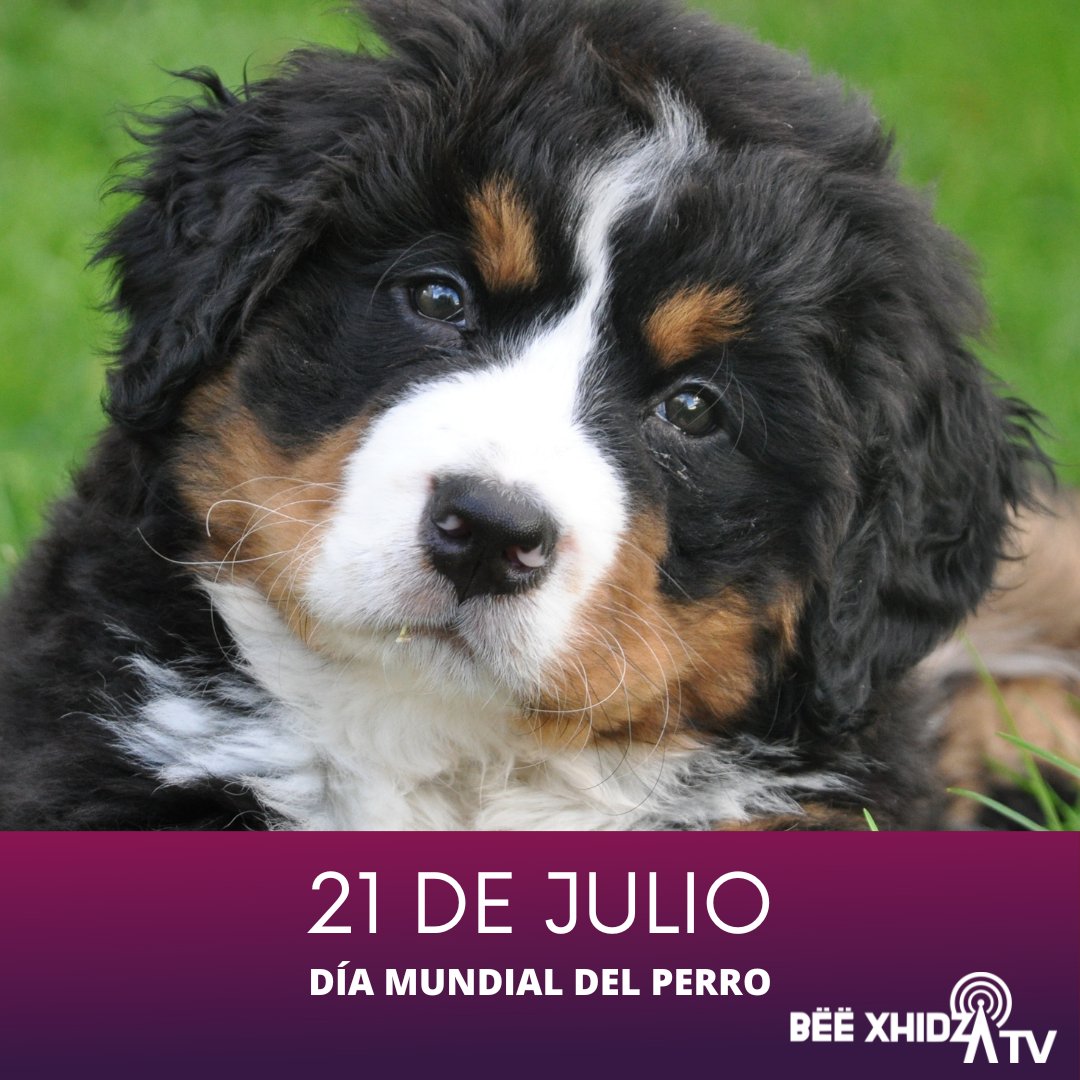 Este día fue establecido en el año 2004
La intención del Día Mundial del Perro no es solo recordarnos a uno de los mejores amigos de nuestra infancia y quizás, nuestro mejor amigo actual.
También se pretende concientizar a las personas acerca del gran número de perros abandonados