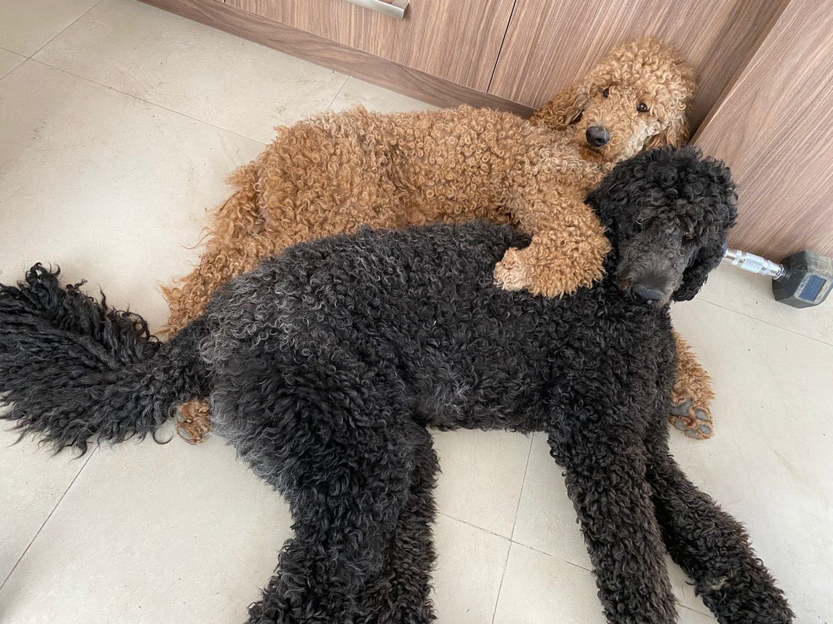 Walter Or tweet media