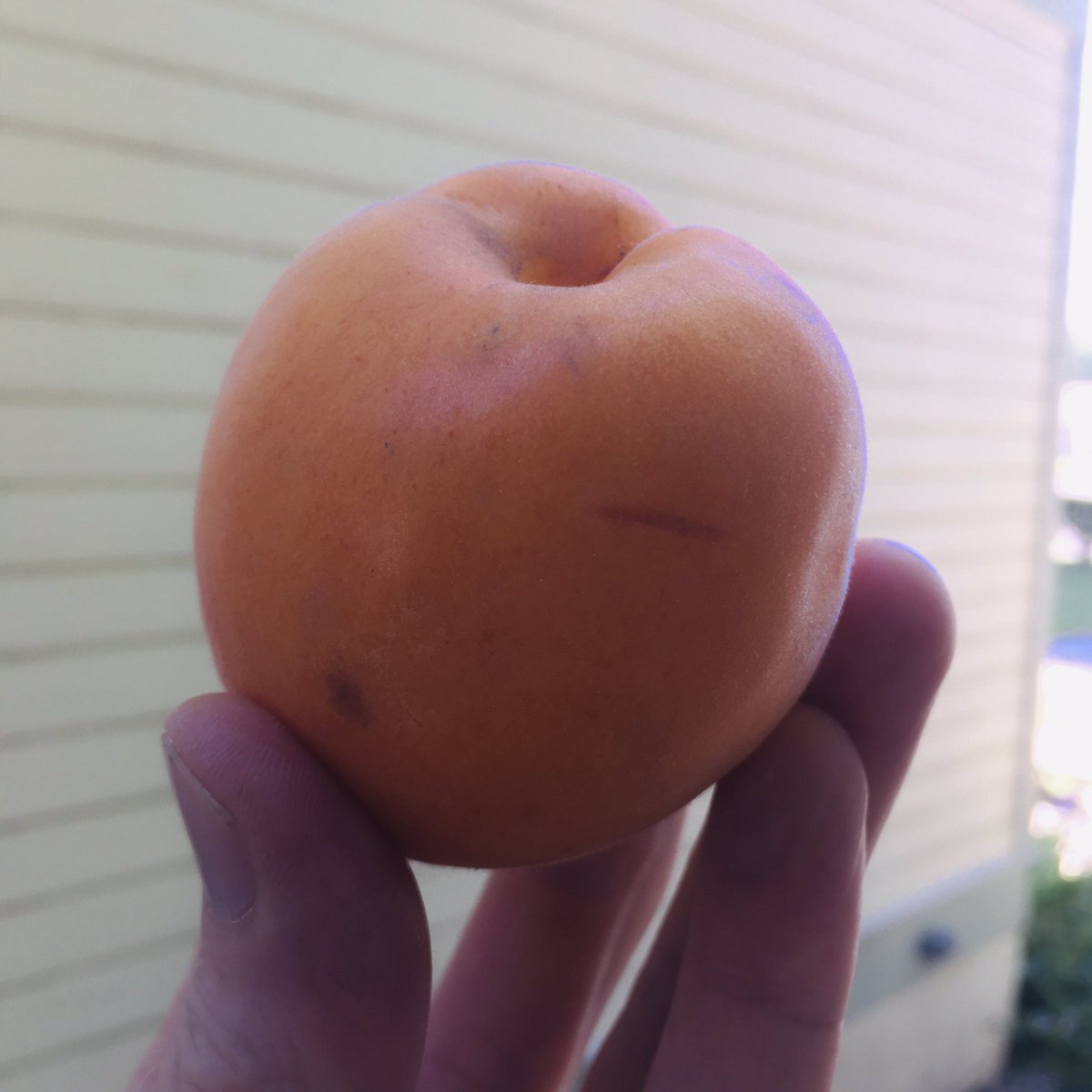 drdanteaches's tweet photo. Apricots are my favorite fruit and yesterday we picked the best I’ve ever eaten near Zillah, WA with a good college friend of mine. They are like eating the best apricot jam you’ve ever tasted right off the pit.
#treeripened https://t.co/caZnS6Fy1l