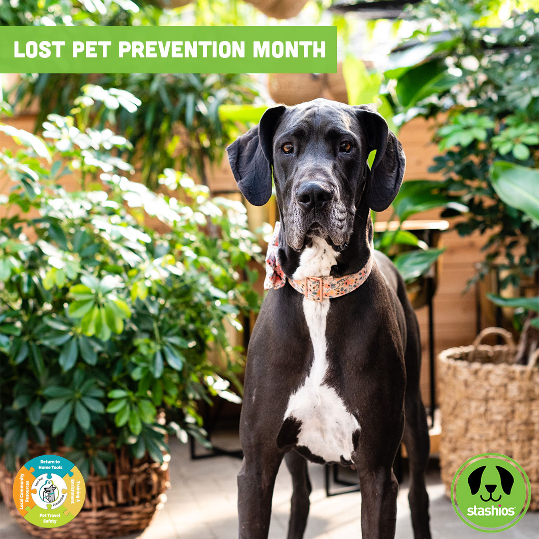 July is Lost Pet Prevention Month🐾 1 in 3 pets will go missing in their lifetime. Get resources &amp; tools to help keep your pets safe @pethub! #LPPM #LPPM2022 #LostPetPreventionMonth #LostPetPrevention #PetHubPartner #stashios #stashiospet #doglover