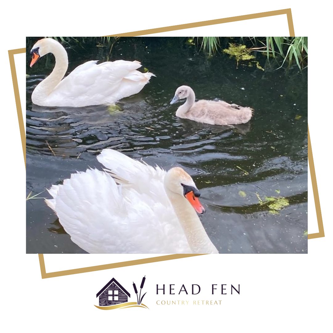 HeadFen's tweet photo. Our tranquil location is a haven for wildlife. You'll often see a bevy of swans around the retreat.  Nature at its very best.
#headfencountryretreat #visitely #wildlife https://t.co/0JfVV0yqBJ