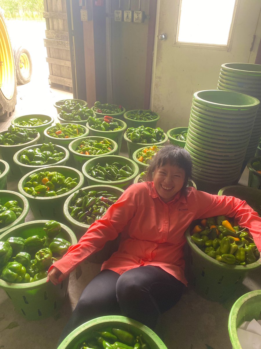 amgomezc_'s tweet photo. Last pepper harvest for Dr. @yingfast research project!!! 🫑🌶🌞☁️ #huertalab https://t.co/T4omcdS1Y2