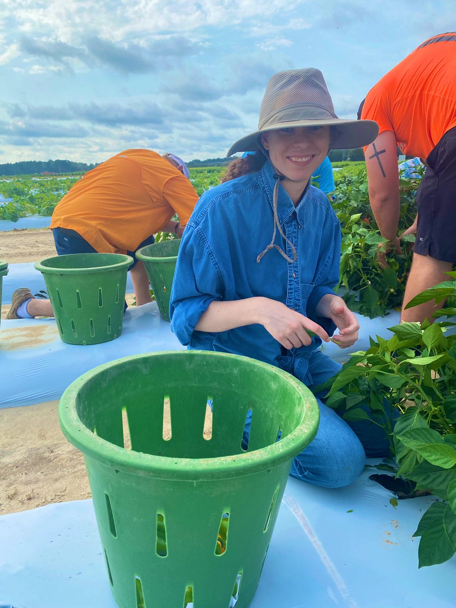 amgomezc_'s tweet photo. Last pepper harvest for Dr. @yingfast research project!!! 🫑🌶🌞☁️ #huertalab https://t.co/T4omcdS1Y2