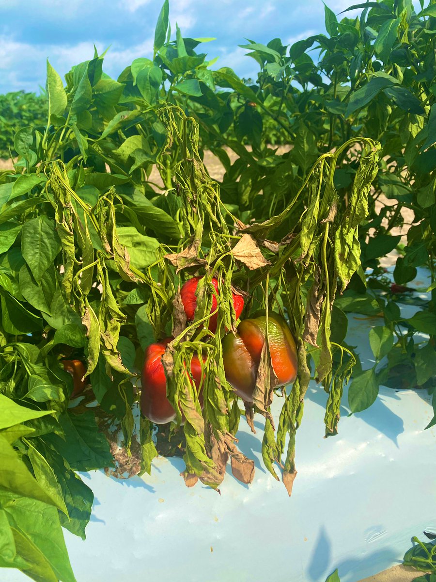 amgomezc_'s tweet photo. Last pepper harvest for Dr. @yingfast research project!!! 🫑🌶🌞☁️ #huertalab https://t.co/T4omcdS1Y2