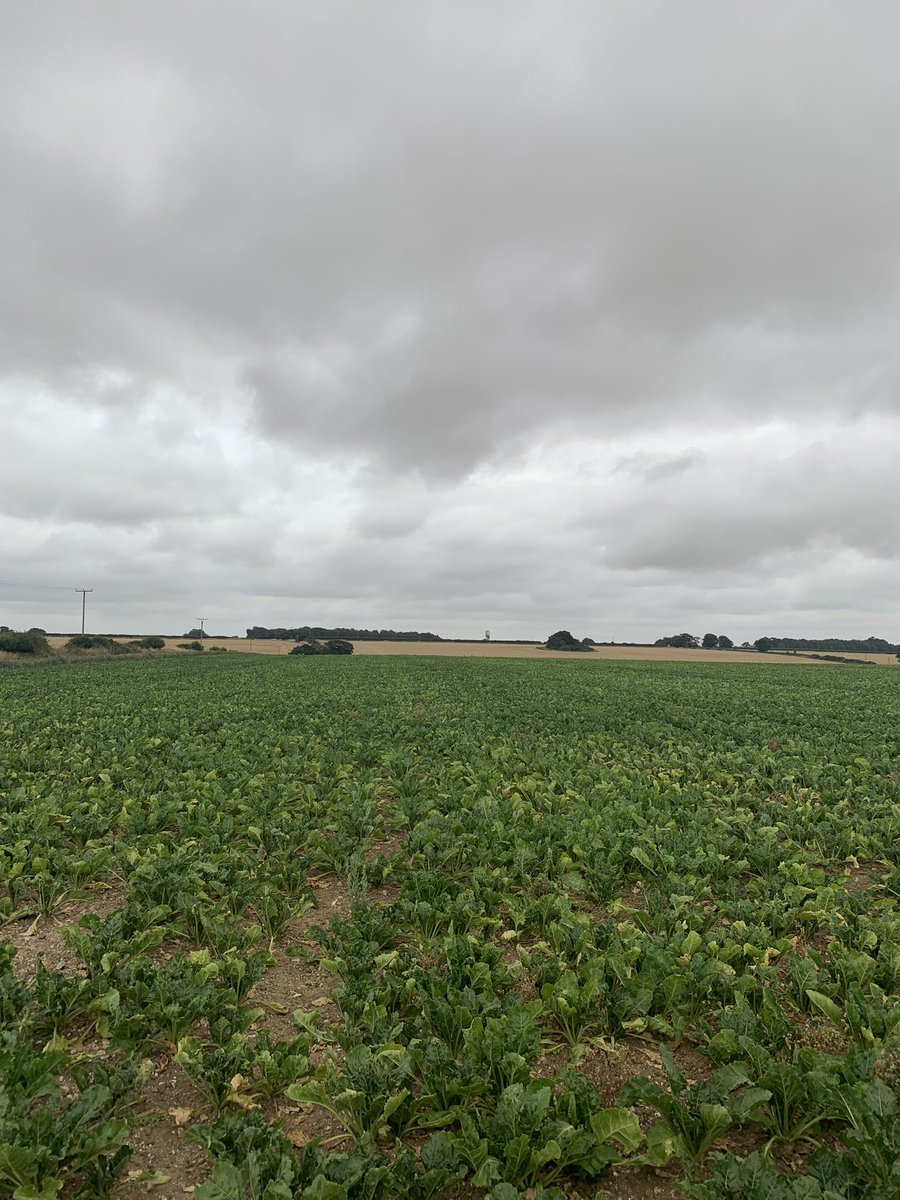 Wk16.Omm rain and a couple of days at 39c, staggered it still looks like a beet crop. Drought is punishing but it is still hanging on.