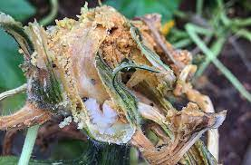 My focus is mostly the soybean cyst nematode, but I have a personal vendetta with the squash vine borer. Five years in a row without pumpkins/zucchini is too long! A highly motivated bioinformatician wants data to end SVB tyranny -&gt;  gif.biotech.iastate.edu/request-bioinf… 
#bioinformatics