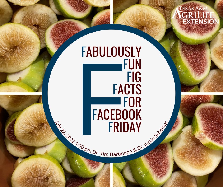 Can you FIGure out our theme here? 😉

Fabulously Fun Fig Facts For Facebook Friday!
🌿 July 22, 2022
🌿 1:00 pm CST
🌿 Aggie Horticulture Facebook Page
🌿 Dr. Tim Hartmann &amp; Dr. Justin Scheiner