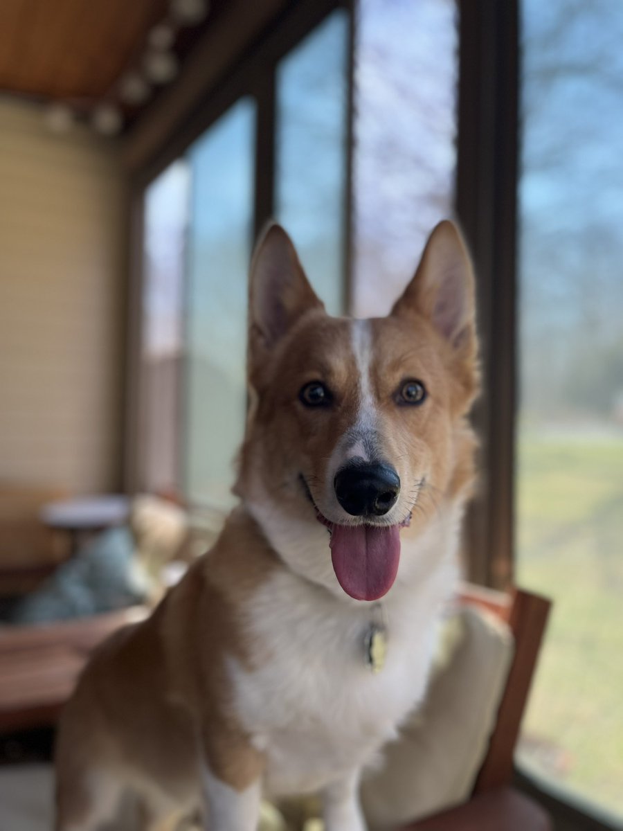 Walter_Corgi's tweet photo. Pick me! Pick me! #NWDogDugoutSweepstakes https://t.co/4EqPMVqBpW