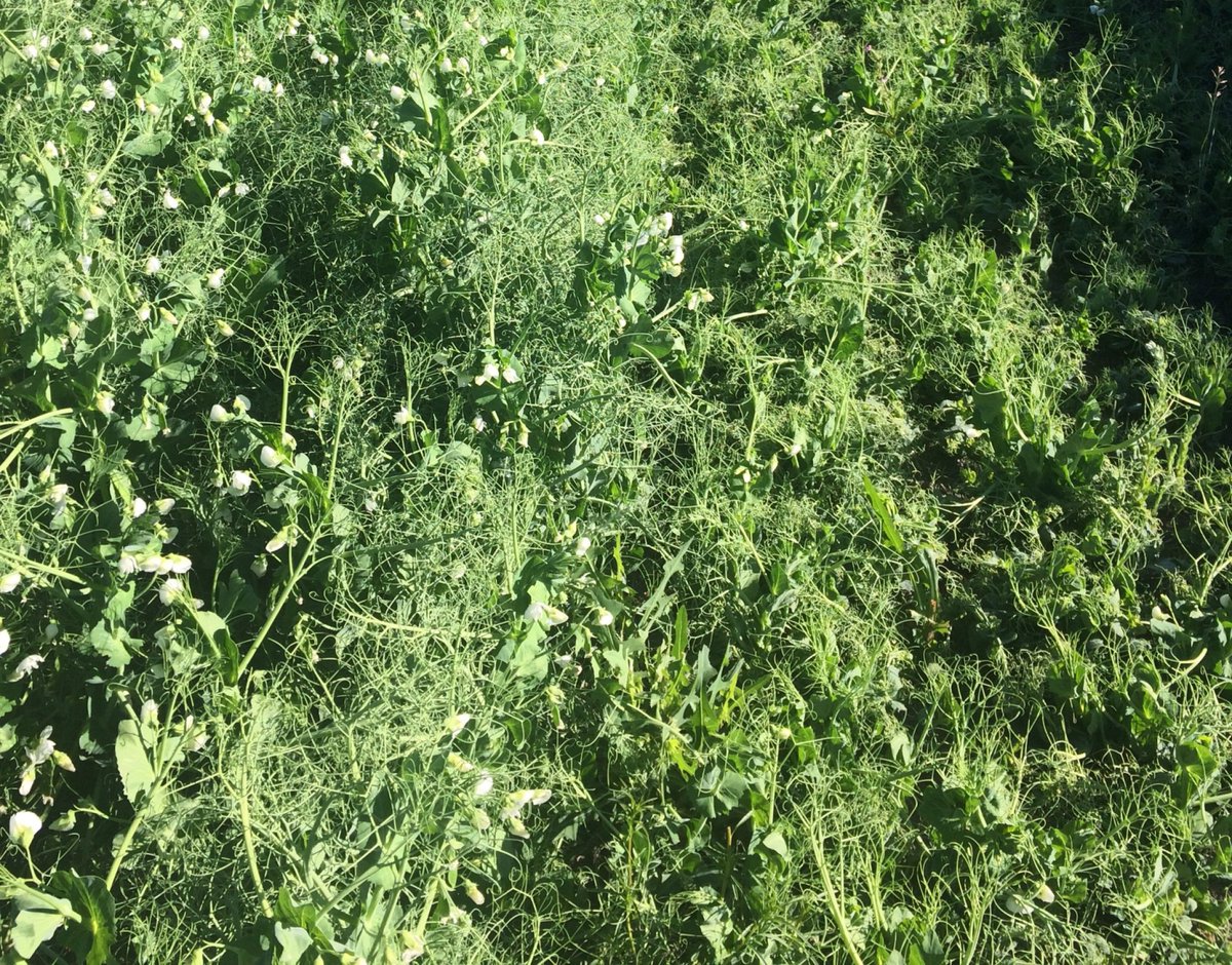 WSUSmallGrains's tweet image. Karie Boone &amp;amp; Dane Elmquist remind us in our latest #TimelyTopic that soil is alive &amp;amp; by &quot;listening&quot; to what soil arthropods tell us we can make better management decisions to help us improve the sustainability &amp;amp; productivity of dryland cropping systems 👇
smallgrains.wsu.edu/the-soil-is-al…