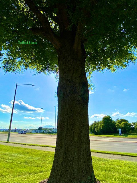 LiciousCoffee's tweet photo. π€© Always so elegant ππ³πΏπβ€οΈ#nature #naturelovers #NatureBeauty #NaturalBeauty #NaturePhotography #NaturePhotographer #photographylovers #Summer #Nature_Walk #Park #tree #PhotographyIsArt #trees https://t.co/E5uLmppZ3u