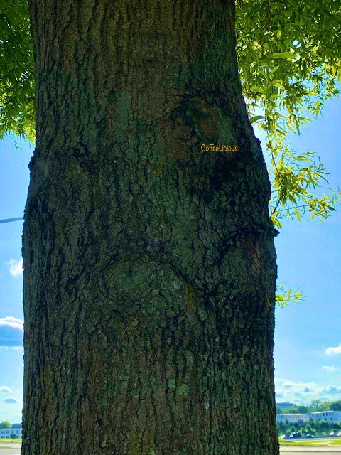 LiciousCoffee's tweet photo. π€© Always so elegant ππ³πΏπβ€οΈ#nature #naturelovers #NatureBeauty #NaturalBeauty #NaturePhotography #NaturePhotographer #photographylovers #Summer #Nature_Walk #Park #tree #PhotographyIsArt #trees https://t.co/E5uLmppZ3u
