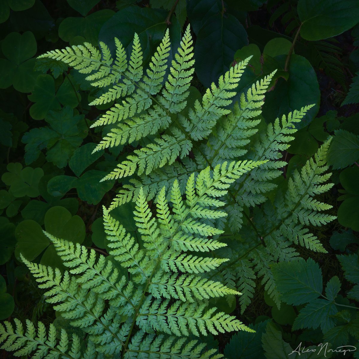 A couple new photos from Olympic National Park.