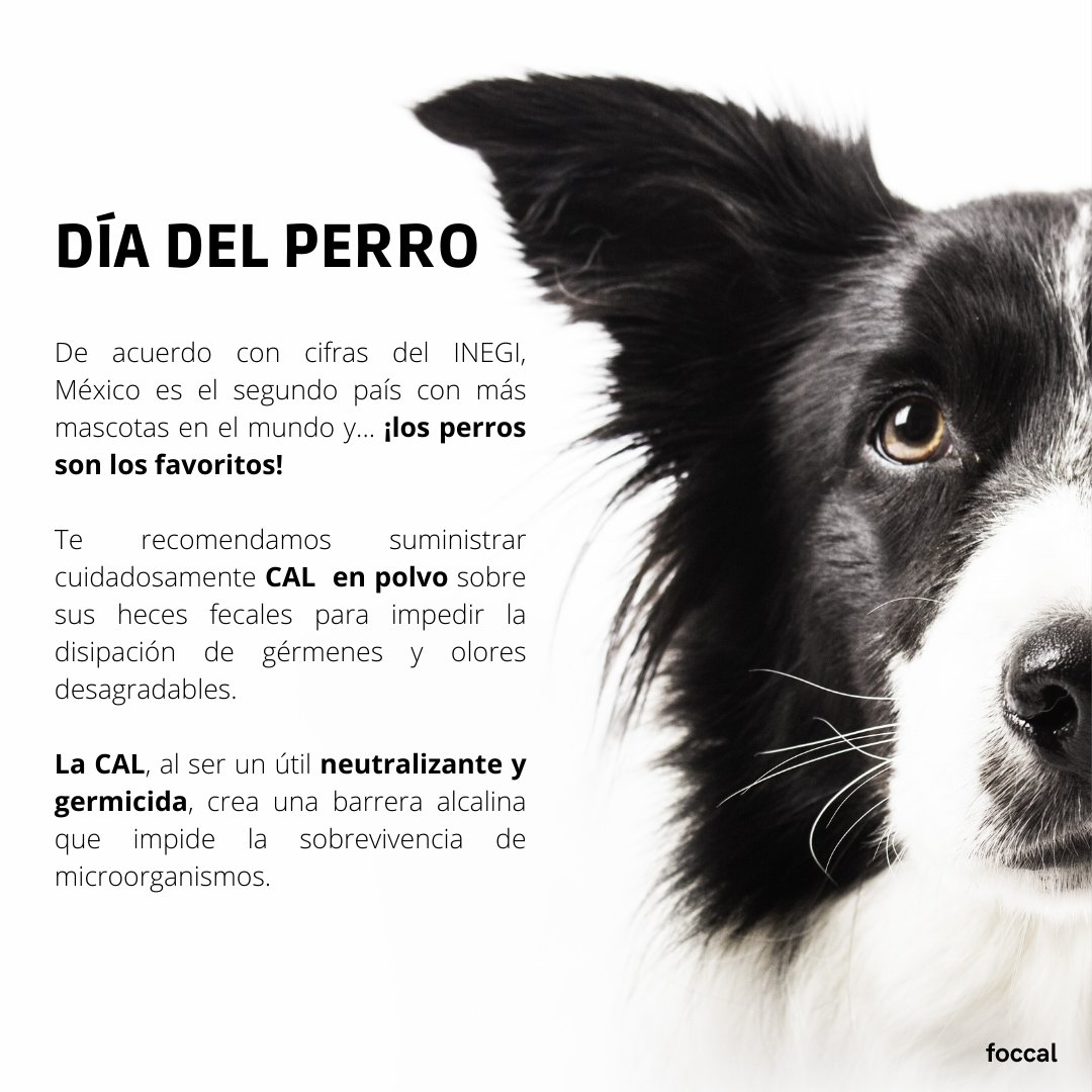 Foccal_mx's tweet photo. #diadelperro #perros #mascotas #cal #heces #germenes #oloresdesagradables #neutralizante #alcalina #microorganismos https://t.co/MVRrzxEIsU