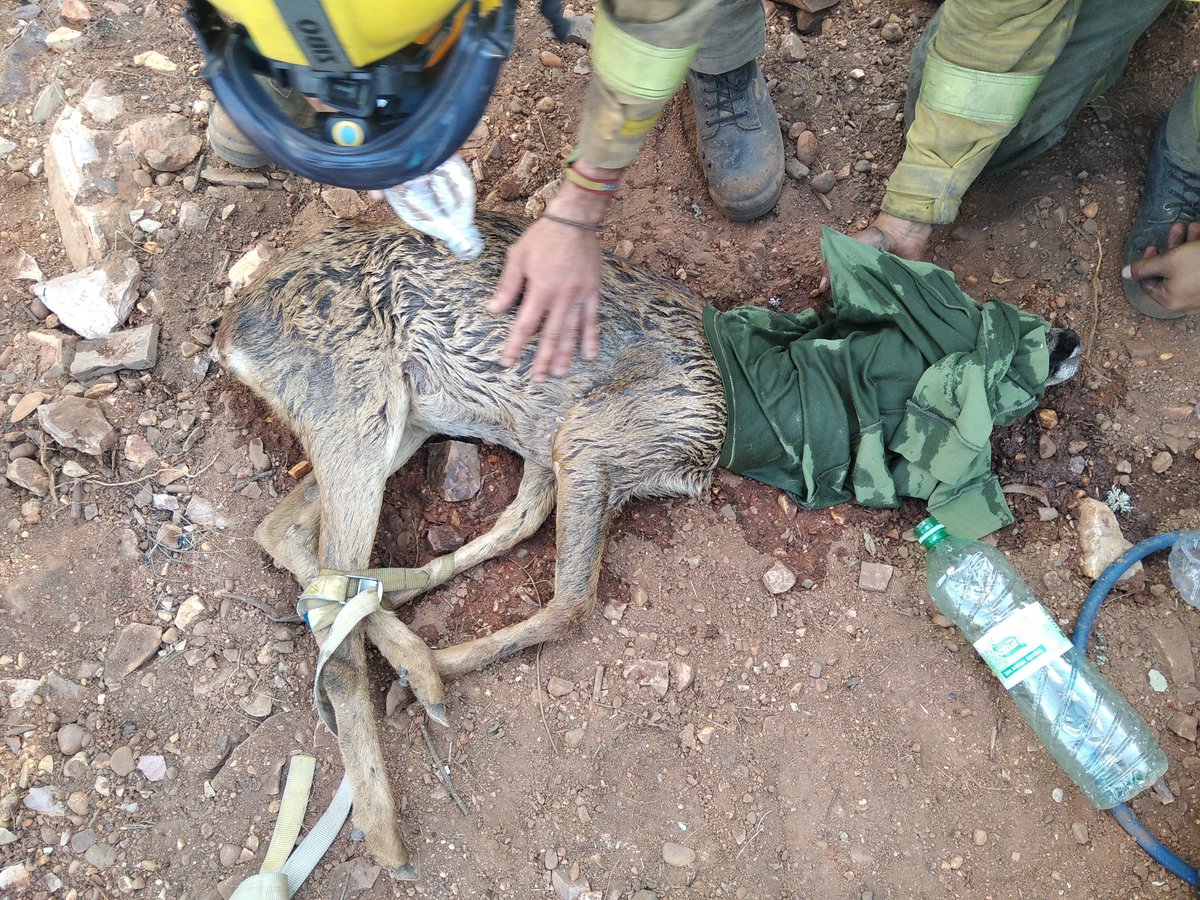JORGELAMRET's tweet photo. Muy muy orgulloso de los chavales del Zulu 2    "fundidos" como estan y oor todo lo q han pasado...y todavia han sacado fuerzas para salvarle la vida a este amigo deshidratado.  Rumbo al CRAS para su recuperación.  #IFLosacio. @apamcyl  @INFOCYL @El_Batefuegos @IncendiosES https://t.co/M7esTgPbiu