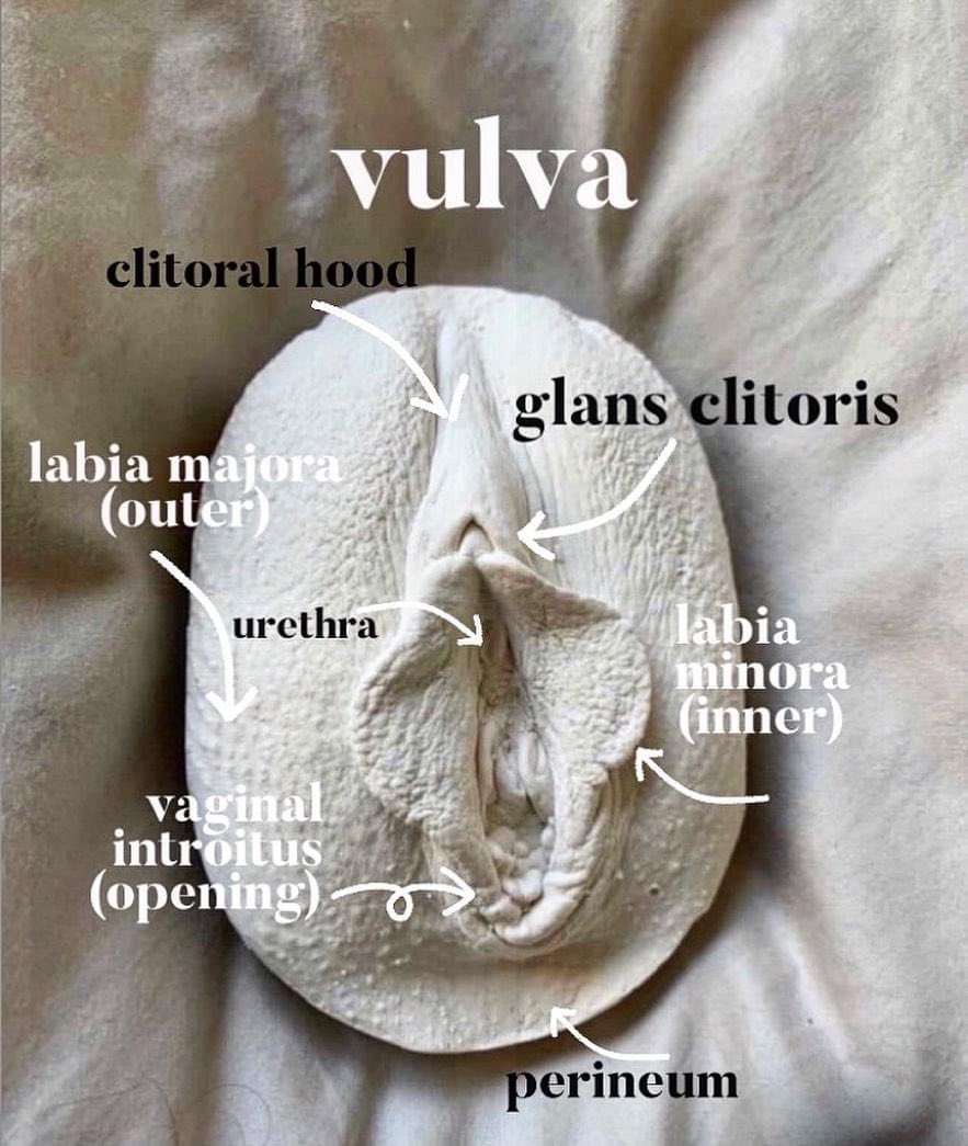vlvcasting's tweet photo. A whistle stop tour to aid you in landscaping your own vulva. Here are some key landmarks of the vulva, grab a mirror and try to identify them on your own body! https://t.co/OeSVgqM9PS