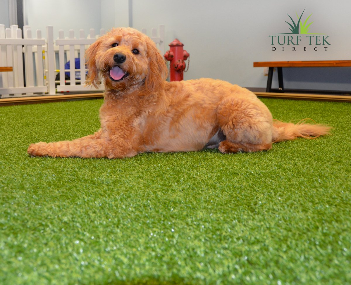 TurftekDirect's tweet photo. Our Pet &amp; Play turf is perfect for pet owners as well as commercial applications; like this doggy-day-care! 

Synthetic grass is safe, fast-draining, easy to clean, and resists staining! 

Learn more at https://t.co/Pbv5VjnfMn #TurfTekDirect #TTDirect #Dog #PetArea #DogOwners https://t.co/i5ZkFZDKYc